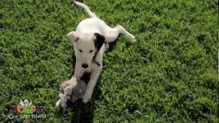 Border Collie - short hair