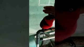 Nuri paltem ngomong Assalamualaikum, mantap 👍