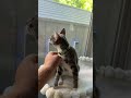 These window hammocks for cats are the best thing we’ve added since the kittens were born! They nap