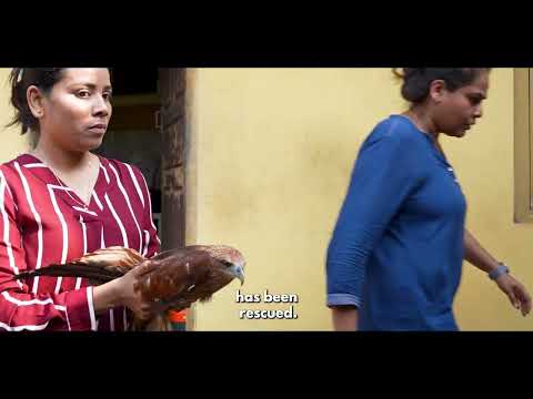 Brahminy Kite Rescued by PETA India From Illegal Captivity in Kerala