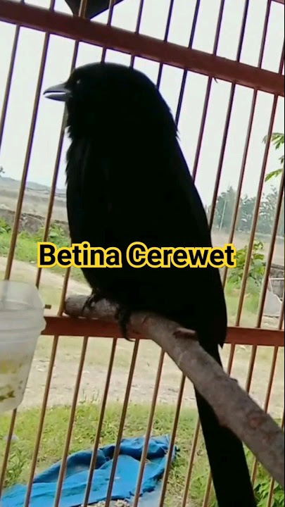 Cerewet pol Srigunting betina gacor#shorts#soundbird