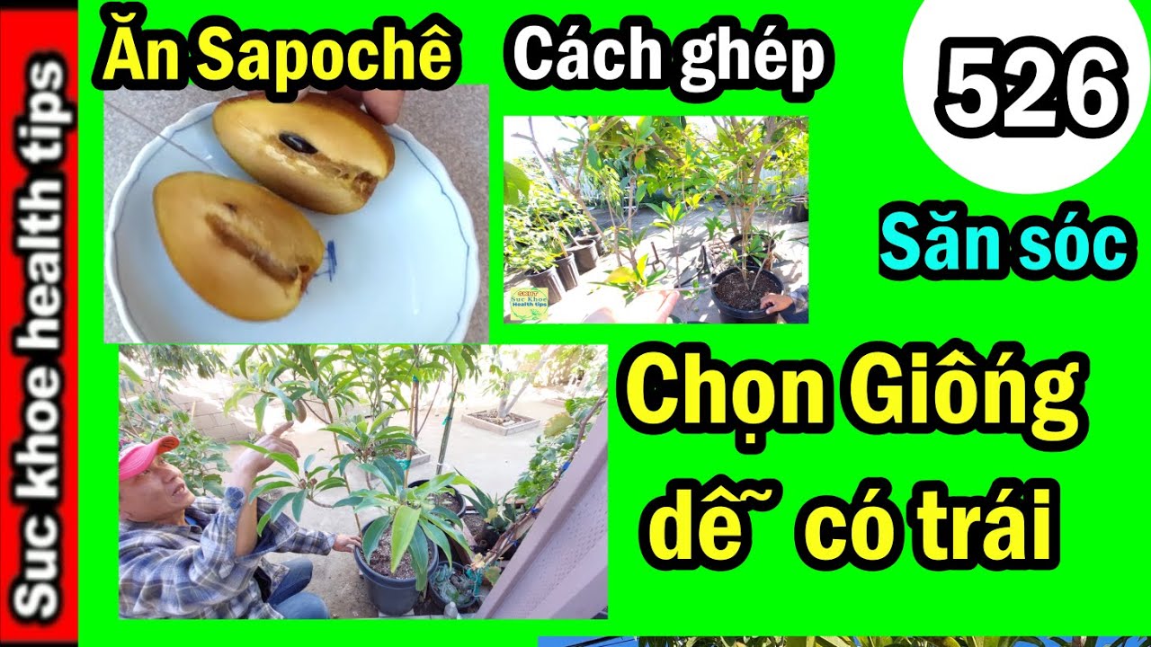 ĂN Sapôchê cách ghép săn sóc CHỌN GIỐNG, dễ có trái 