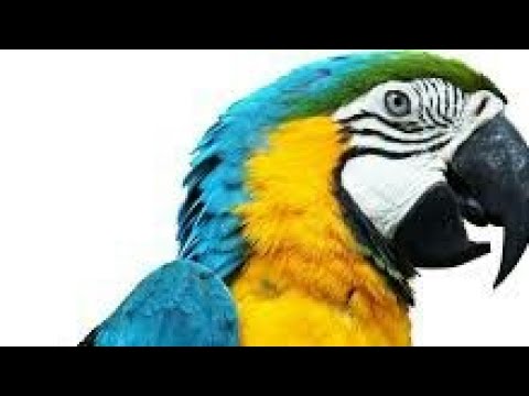Angry parrot - YouTube