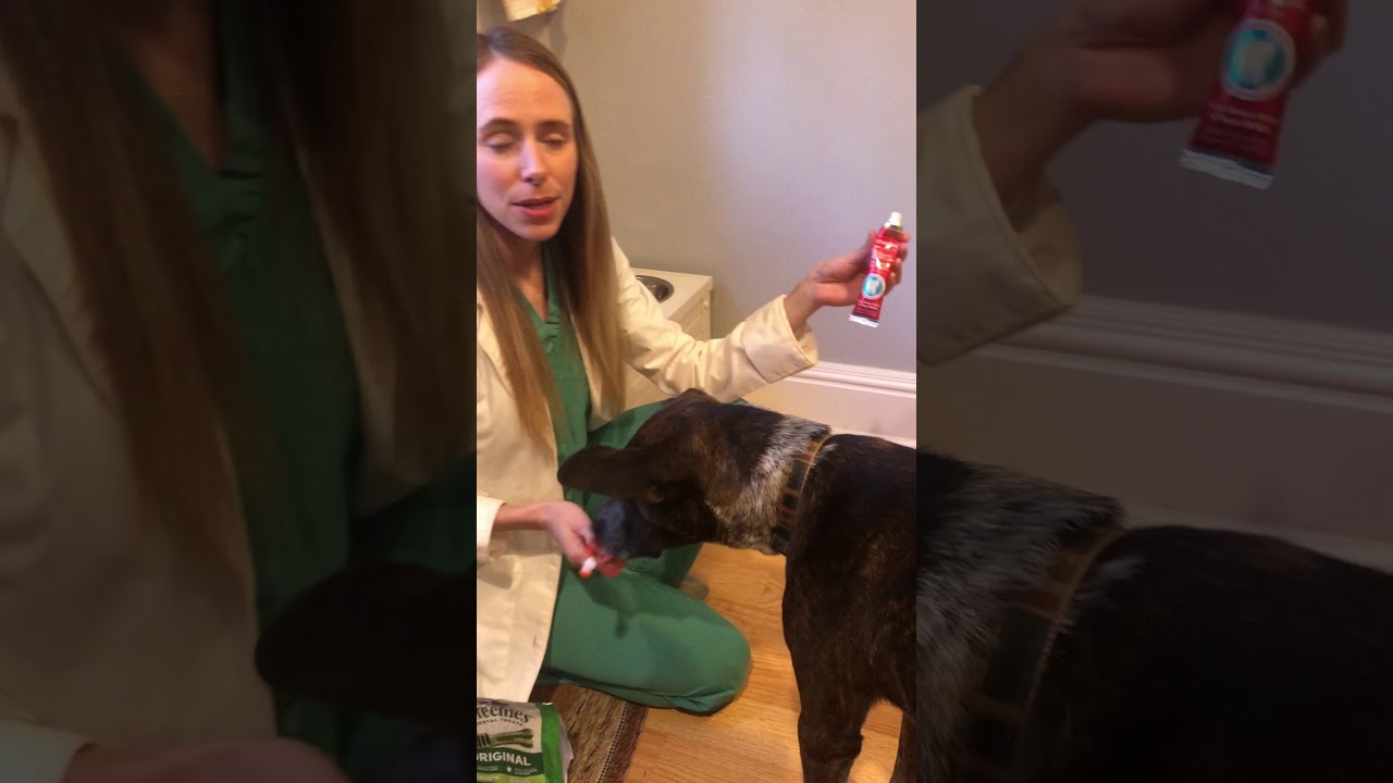 Dog dental care water supplements, treats, or tooth brushing? YouTube