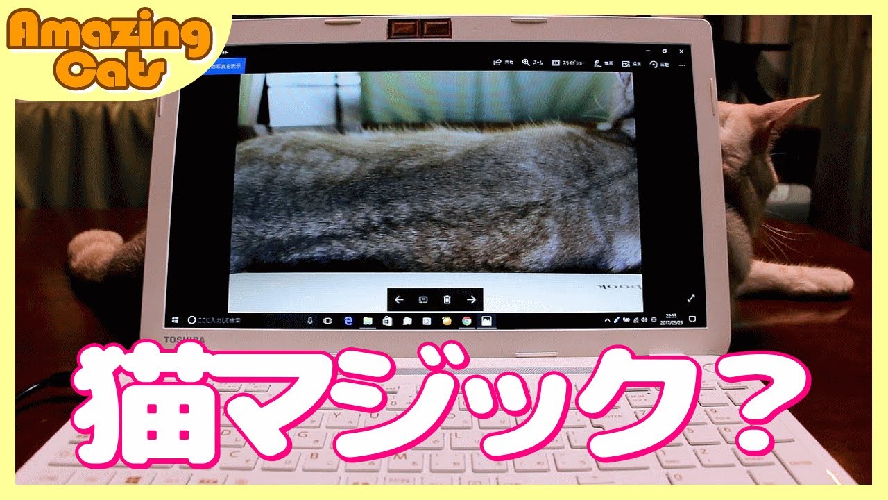 マジックショー 埼玉 猫が画面から飛び出すマジック!?...のような動画
