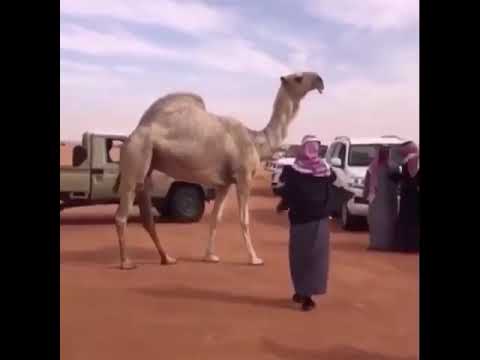 حشارة ملكة الشقح لمقعد الاحيمر الدوسري