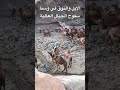 الابل والنوق في وسط سفوح الجبال العالية اكتب سبحان الله في التعليقات لاتنسوا الصلاة على سيدنا محمد