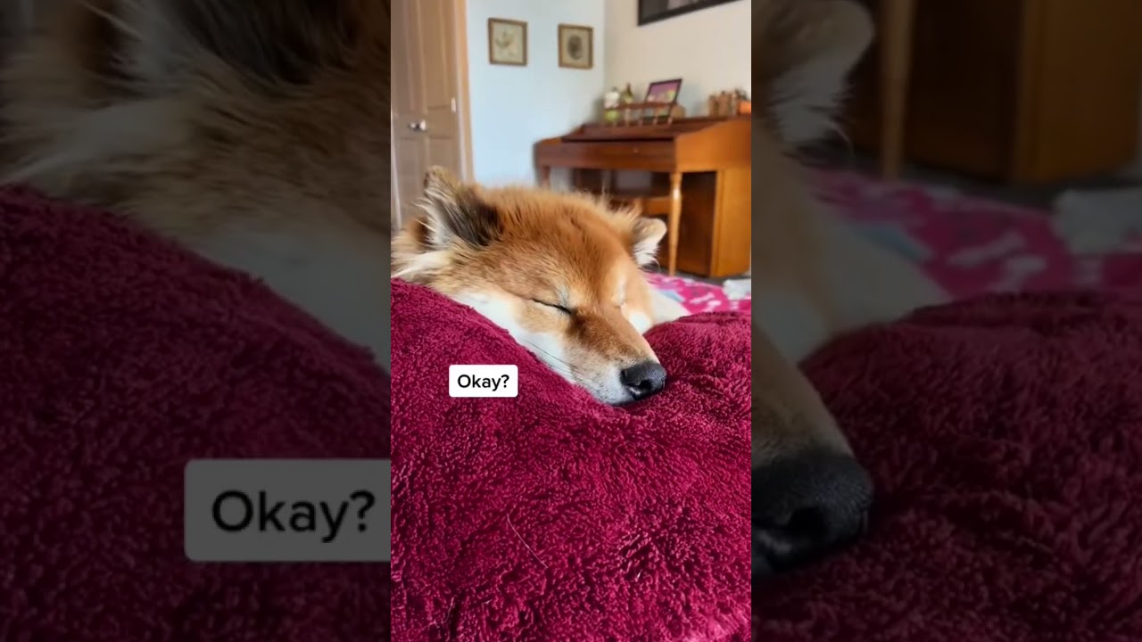 This is not a request! Are you also super attached to your dog? YouTube