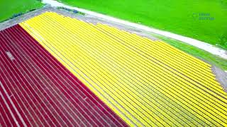 Tulip Farms in Invercargill – Horizon Farms, Mabel Bush, Southland, New Zealand
