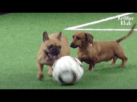 Video: Apakah tong beagle berdada?