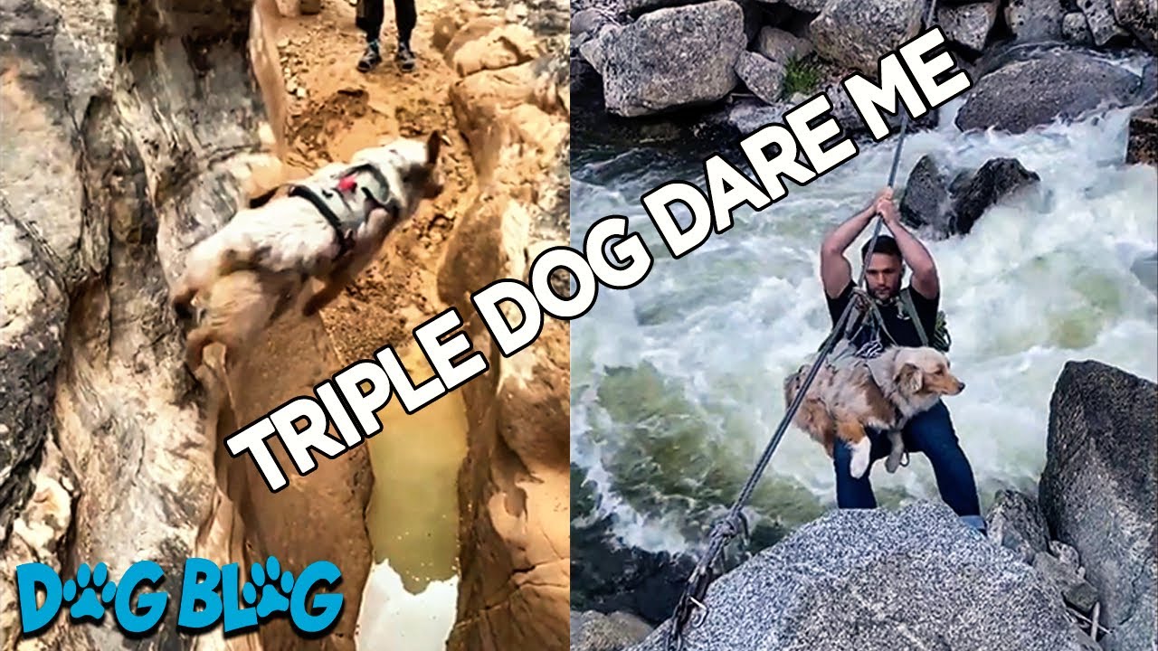 Adventurous Rescue Dog Climbs Mountains with Adrenaline Junkie Human