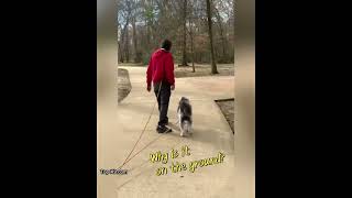 What is this famous Lassie trainer doing?   #dogtraining #lassie  #dog  #dogtrainingtips #shorts