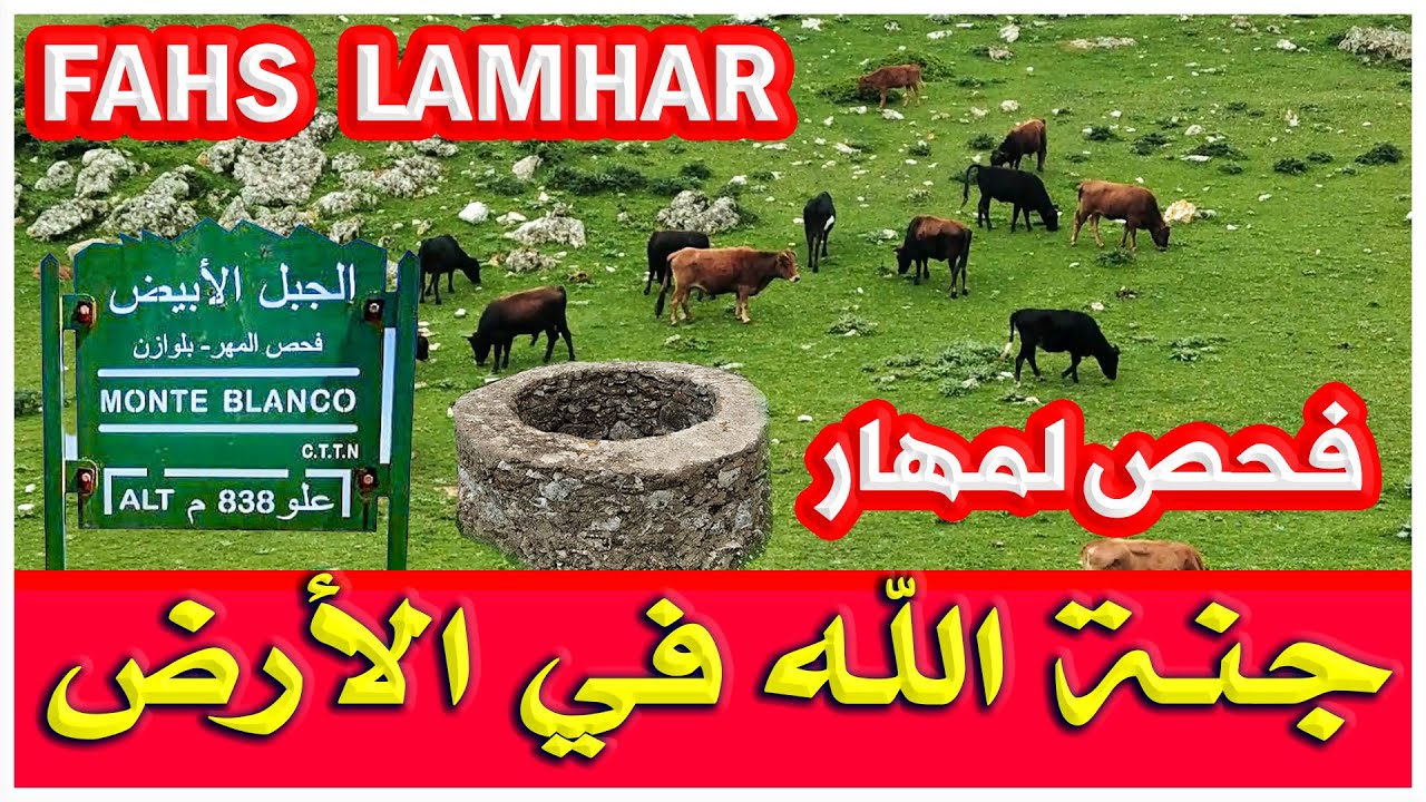 فحص لمهار جنة الله في الأرض | قمة جبل الأبيض / مشاهدة البقر والفرس الوحشي / تطوان شمال المغرب