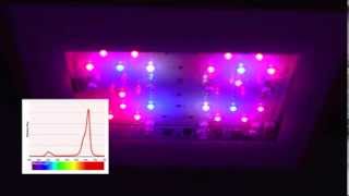 New SolarFlare 110 LED Grow Light: Punches above its weight