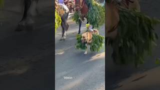 🇲🇽Santa clara del Cobre #laureles #mexico #trending #travel #shorts #viralvideo #trend