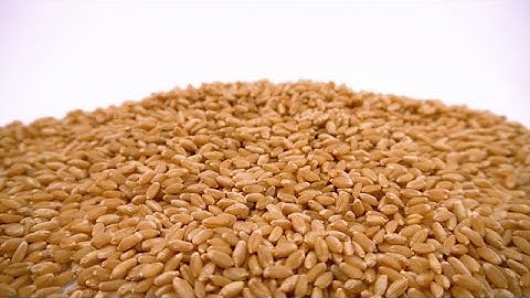 Wheat grains falling in slow motion | stock footage | stock video | Cinefootage