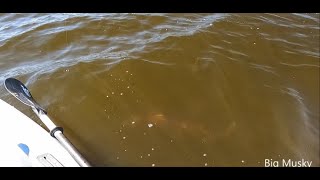 Big Musky Swims Right Up To Kayak fishing Northern Wisconsin 2022