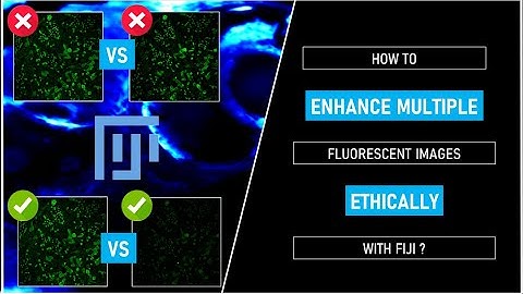 How to enhance multiple fluorescent images ethically with Fiji ?