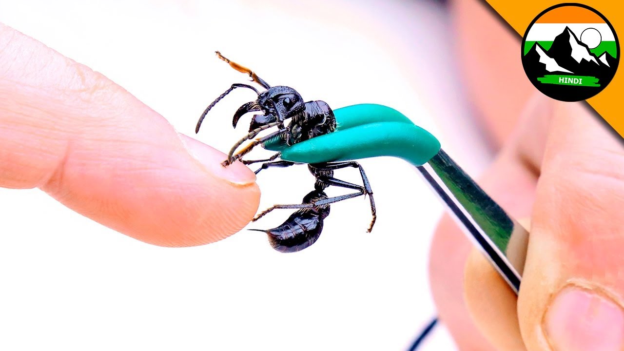 How strong is a BULLET ANT STING? हिन्दी डॉक्यूमेंट्री! चरम काटने! | Brave Wilderness Hindi