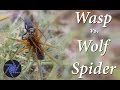 Wasp vs Wolf Spider