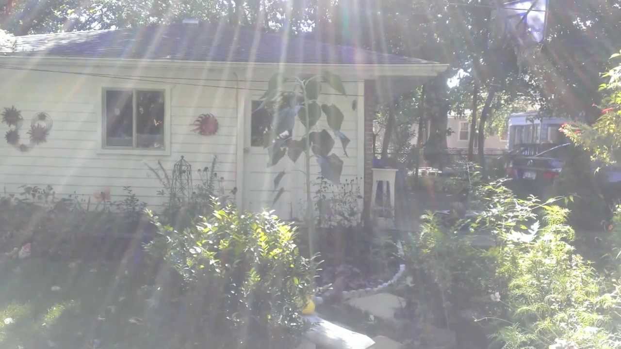 Spirit * Pixie * Light Being * Elemental Beings