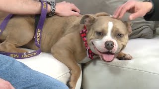 Records Reveal Dog Adoptees Found Dead, Raising questions About Oversight