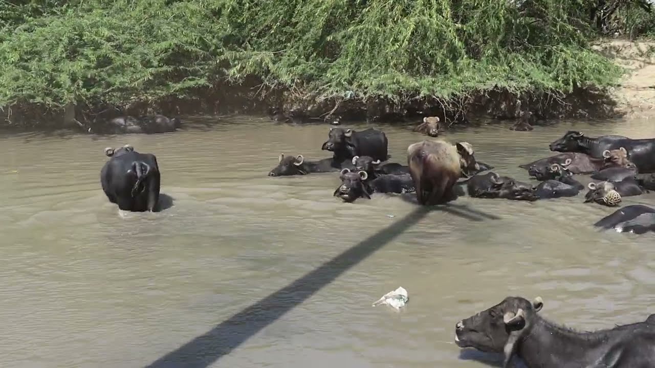 pani men bhens, buffalo video in water