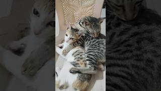 “The bond between them”❤️🥰 #cats love #subscribe my channel #famous #trending #fypシ゚viral