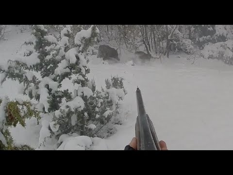 Harika bir Domuz Avı Kastamonu Perfect Action wild boar hunting full aksiyon heyecan sayısız domuz