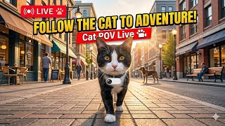 Real Cat POV Cam | Outdoor Cat Adventure Live Stream