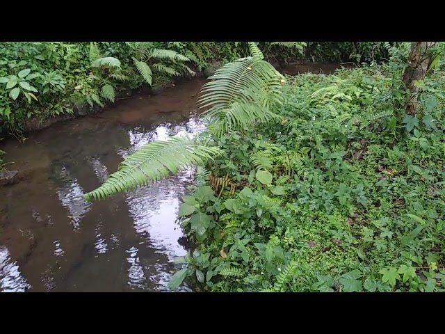 Kebun Binatang Simalingkar, Medan. class=