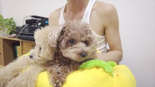 【どうなる？】初めてパパとトイプードルと子犬だけでお留守番をしてもらいました！