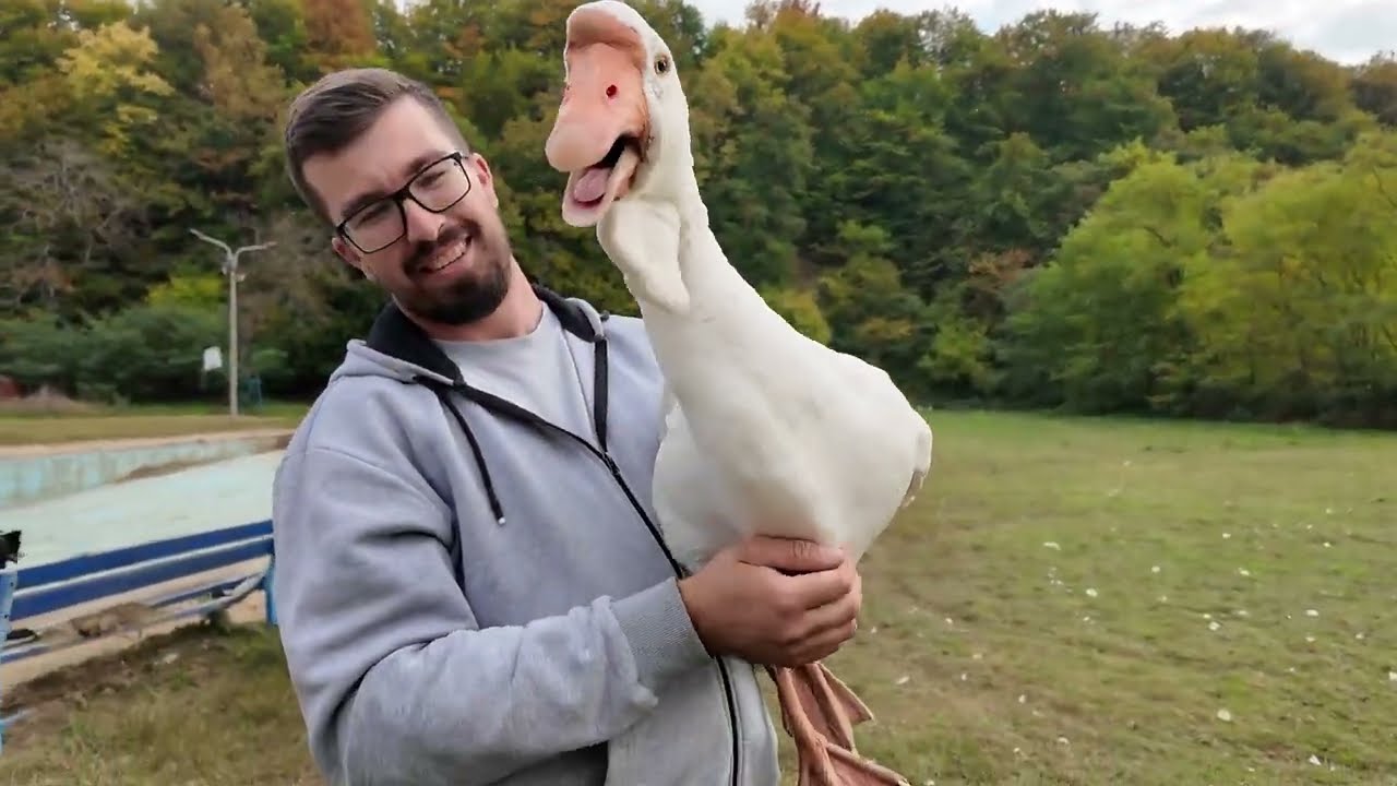 Šiša ovce rekordnom brzinom i uzgaja džinovske guske!