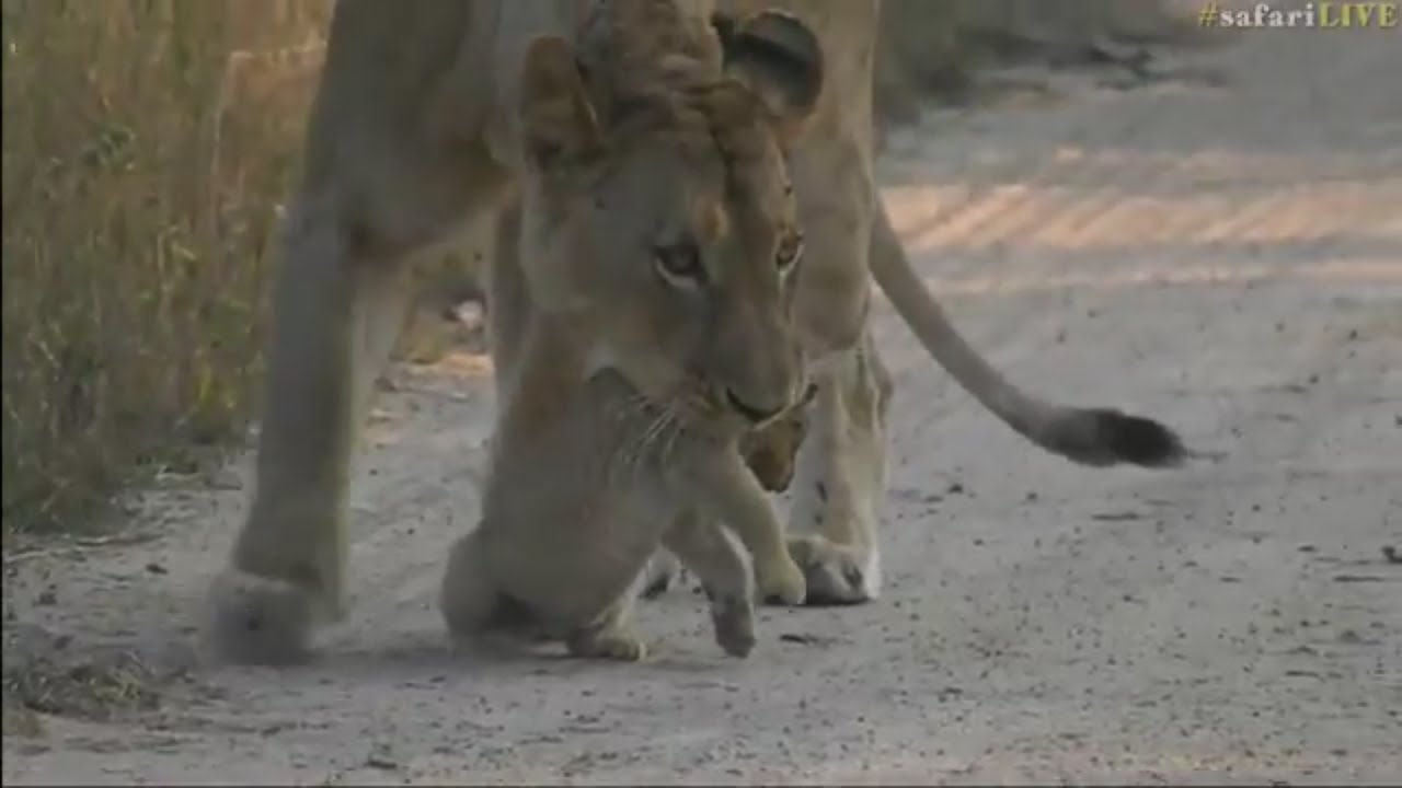 Lioness vs Lion Cubs • Fight For Survival (Safari Live)