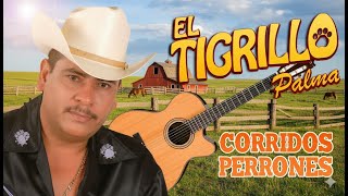 🔥 El Tigrillo Palma | Corridos Perrones de Pura Calidad 💯 ¡Grandes Éxitos!