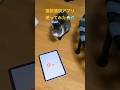 猫語 通訳アプリに聞いた本音が強烈過ぎた(涙) #保護猫 #ネコ #catshorts
