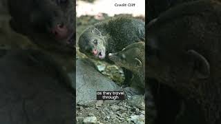 Common Cusimanse | Species Fact Card