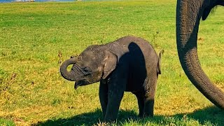What Happens When a Baby Elephant Copies Mom