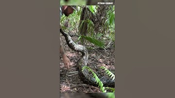 Wrestling A 14 Foot Giant Python