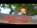 Red-bellied Woodpecker Hammering Metal: NARRATED