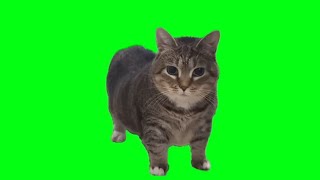 uiia ie ia io ai cat