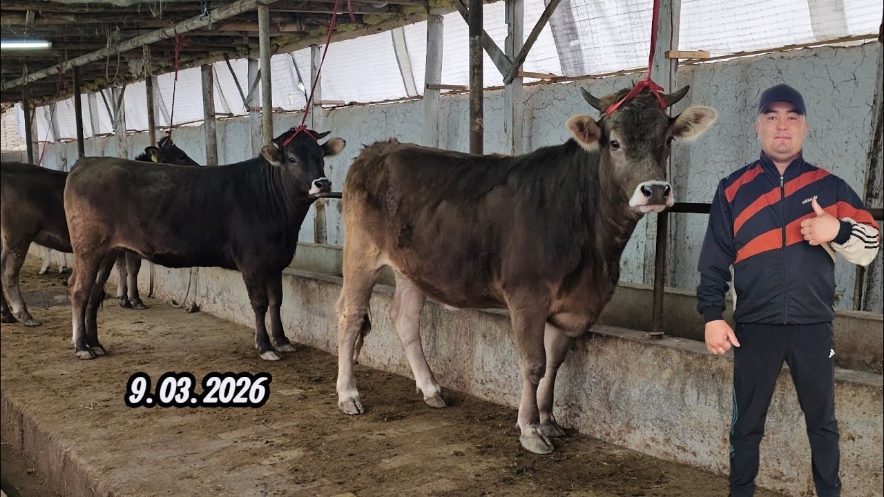 SHVEST TOZA QONLI BO‘G‘OZLAR🔥 HUNAJINLAR ABROR AKADA🔥