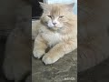 full masti ho rhi brownie ki .#comedy #catvideos 