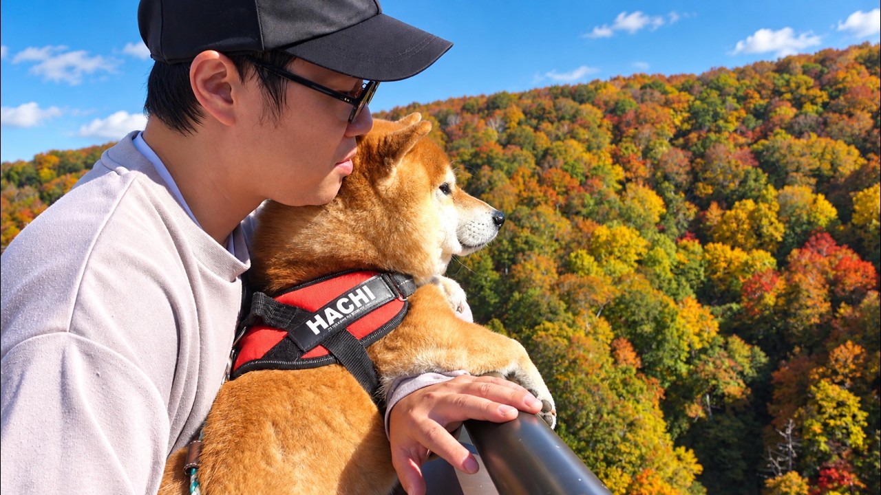 柴犬へ、もう勘弁してください。 - YouTube