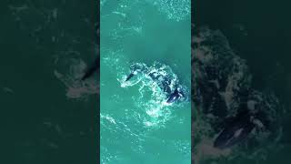 Whale Season at Coot Club