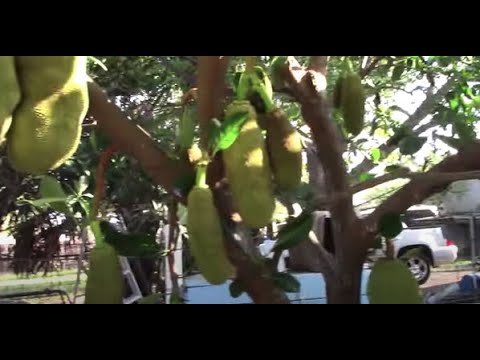 You will want to get this variety of Jackfruit