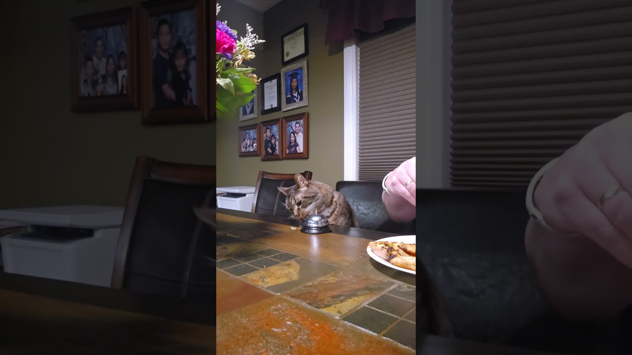 Cat rings bell for food 