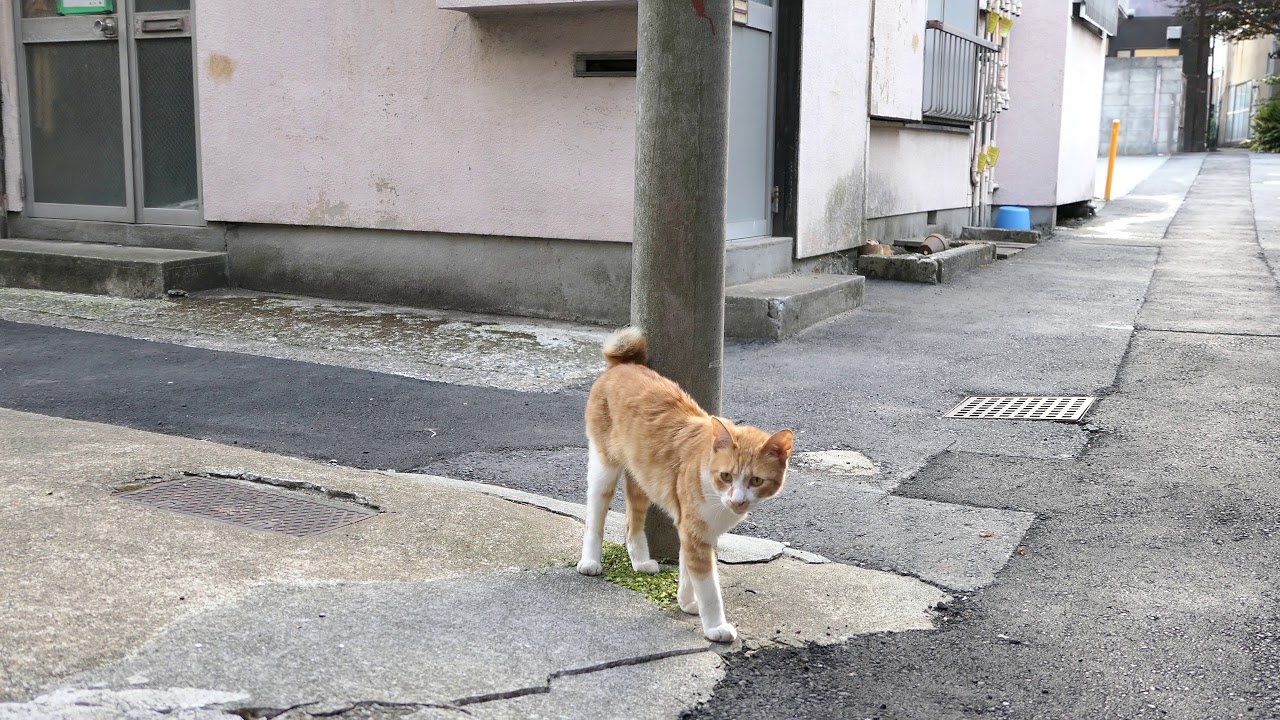 我善坊谷(全体)  麻布台再開発前  2018 Azabudai Gazenbo-dani  虎ノ門5丁目