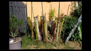 Hivernage Bananier - Preparing Banana Tree For Winter