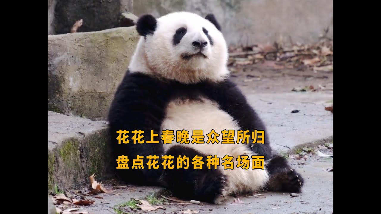 花花能够上春晚简直是众望所归！我们一起来看花花的各种名场面吧#熊猫花花 #panda #大熊猫和花 #大熊猫和花 - YouTube